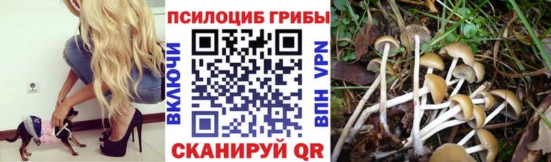 Псилоцибиновые грибы Psilocybe  Купить где  Межгорье 